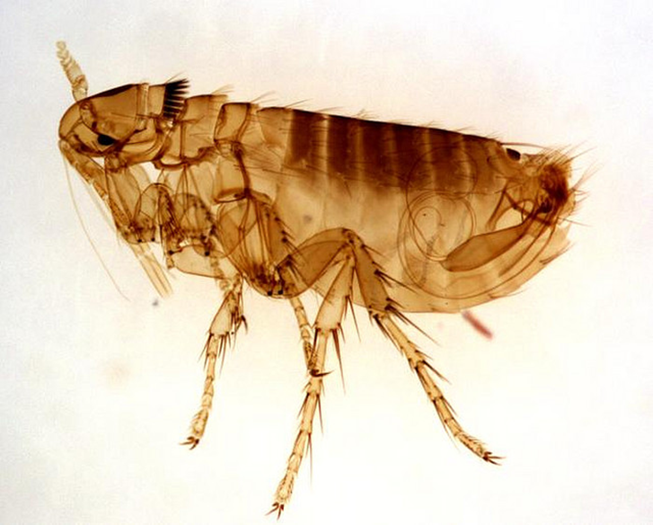 pulga