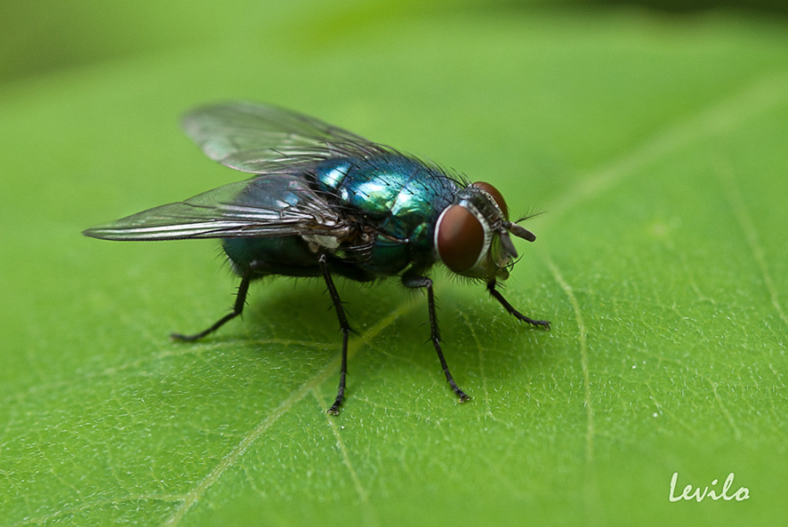 mosca verde