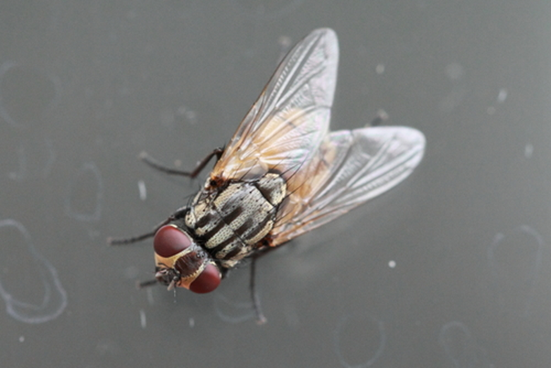 mosca