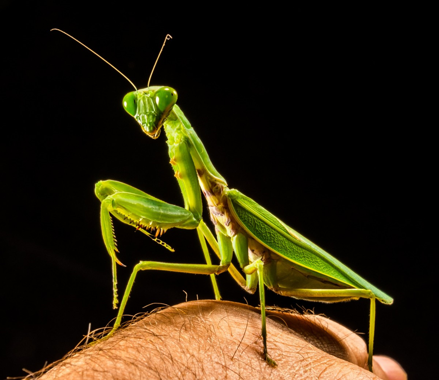 mantis