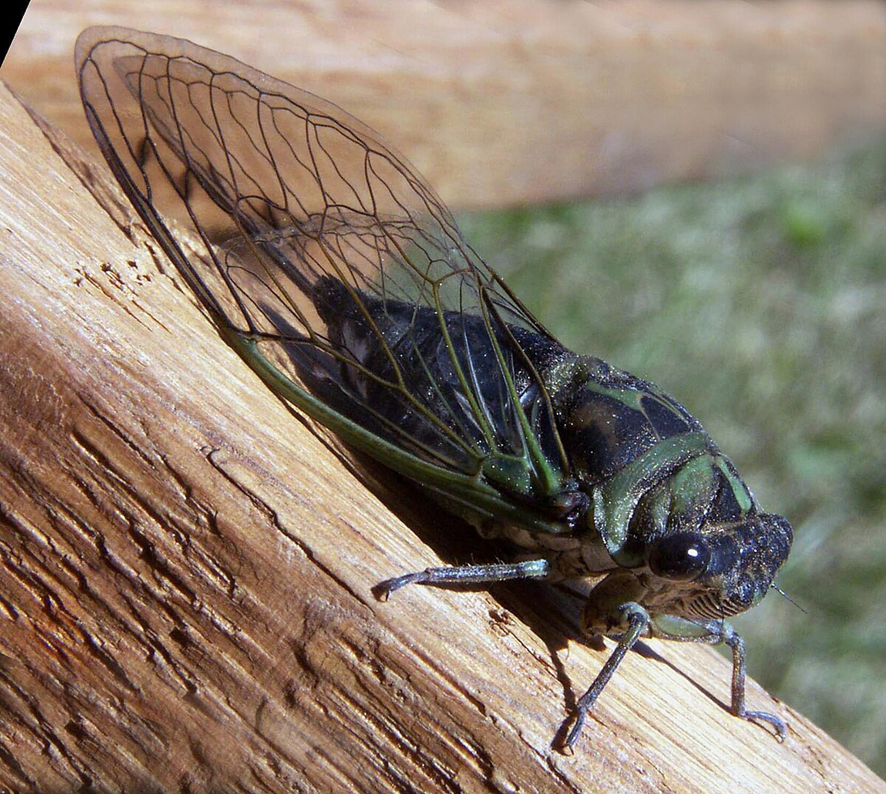 cigarra
