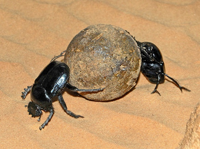 pelotero
