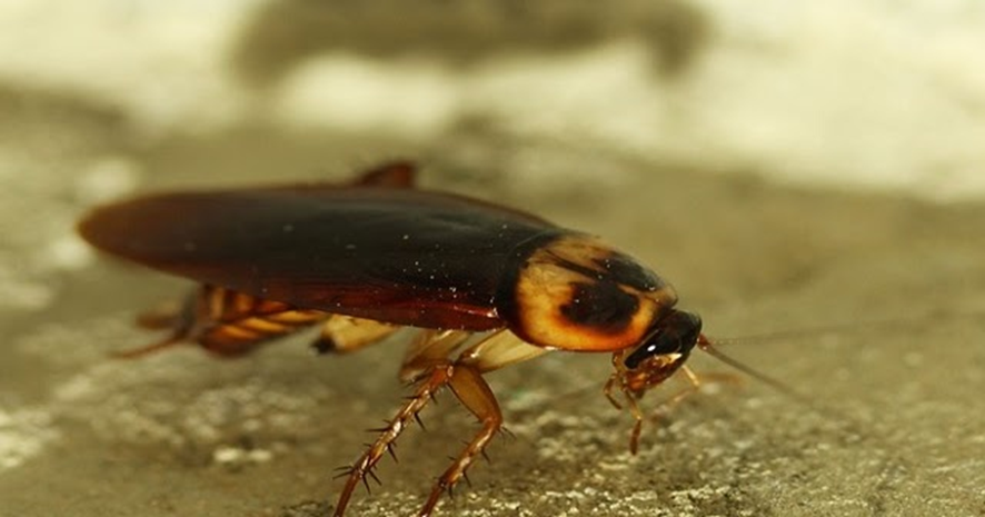 cucaracha