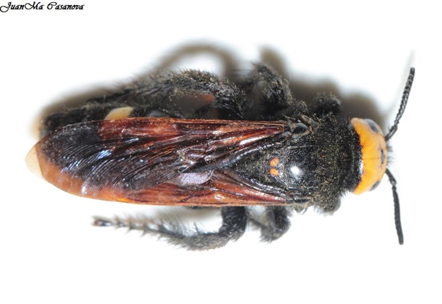 megascolia maculata