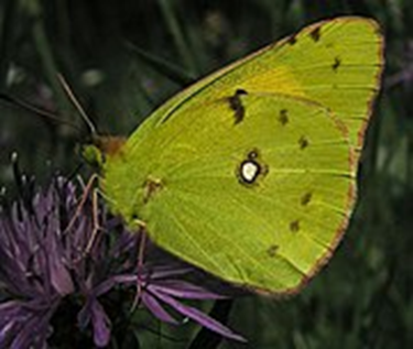 colias