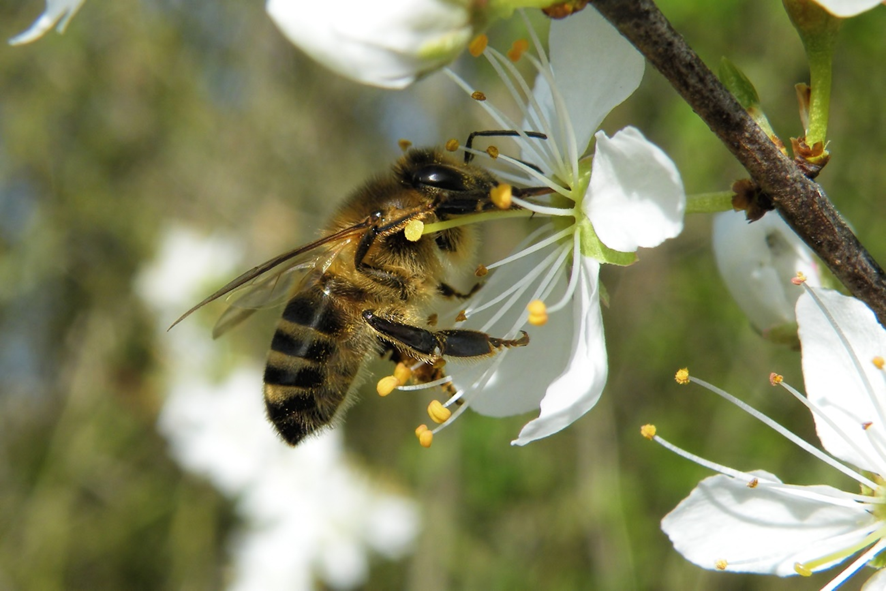 abeja